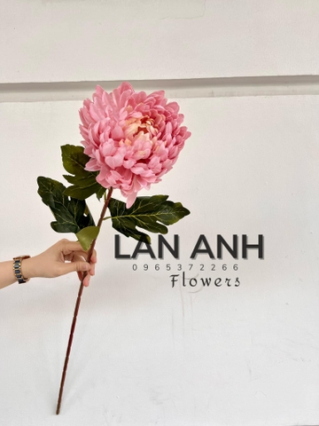 TONE HỒNG NHẠT