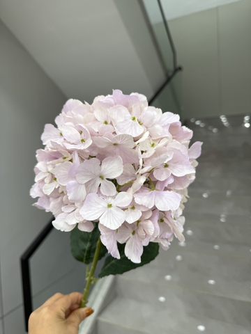 HOA TÚ CẦU TUYẾT 20CM
