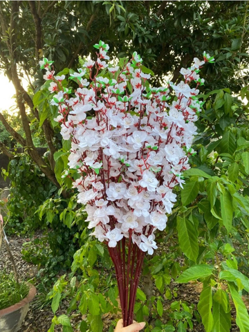 HOA ANH ĐÀO NHẬT