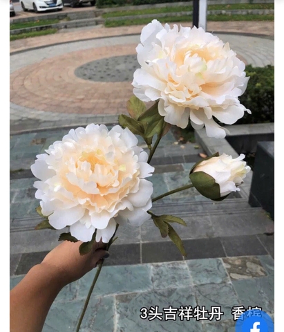 HOA HẢI ĐƯỜNG 2B 1N