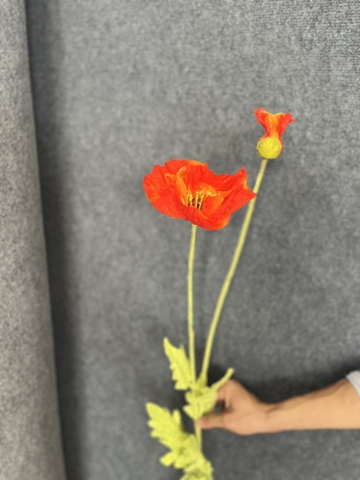 HOA ANH TÚC ĐẠI