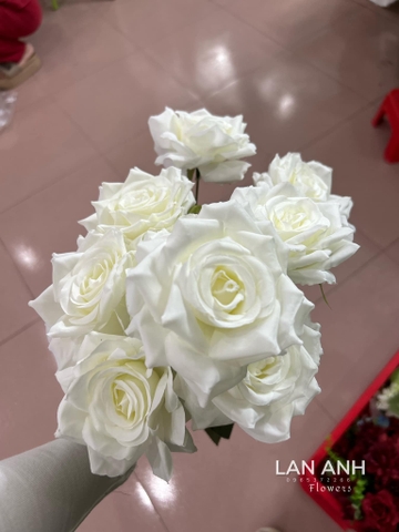 TONE TRẮNG