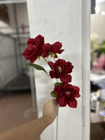 HOA HẢI QUỲ