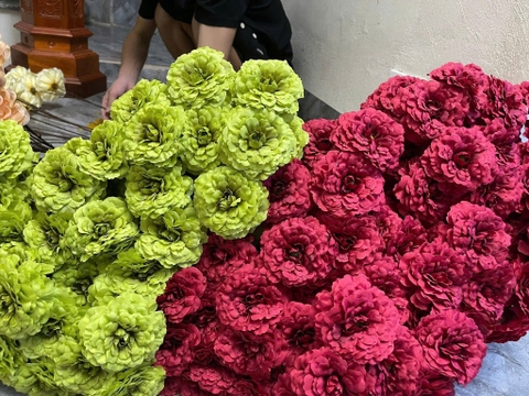HOA TRÀ XOĂN 3B