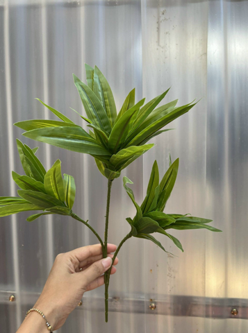 LÁ THỦY TRÚC CÀNH NGẮN