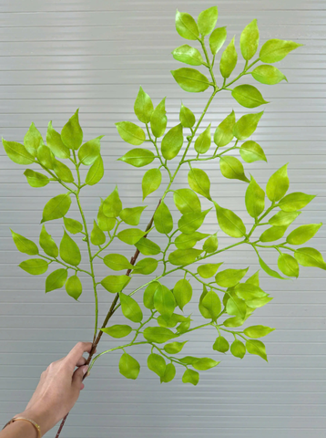 LÁ XÀ CỪ NHỰA