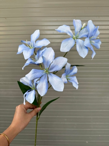 HOA LAN RỪNG 7B