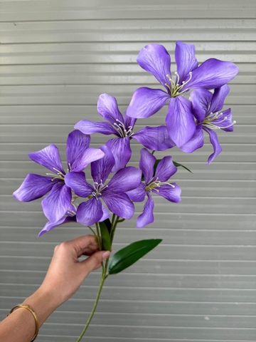 HOA LAN RỪNG 7B