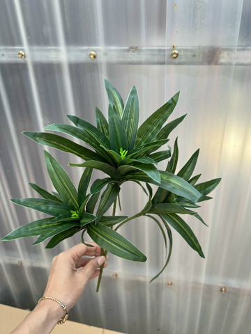 LÁ THỦY TRÚC CÀNH NGẮN