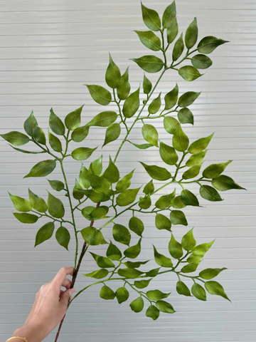 LÁ XÀ CỪ NHỰA