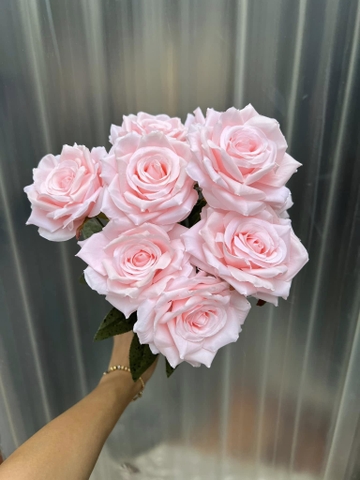 HOA HỒNG GẤM LÁ ĐỐM 9B
