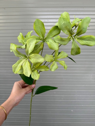 HOA LAN RỪNG 7B
