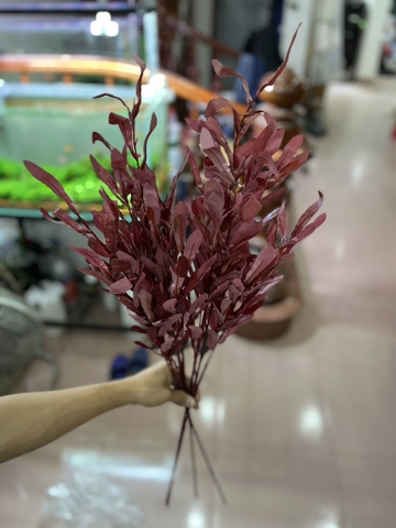 LÁ Ô LIU ĐỎ