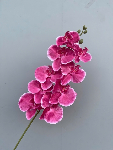HOA LAN XOAN NGỌC TRAI VẢI