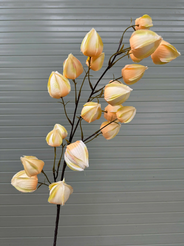 HOA BỒM BỘP - LỒNG ĐÈN