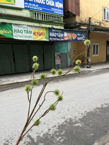 HOA BÀO LONG