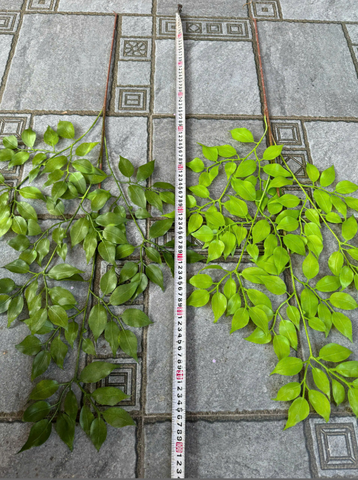 LÁ XÀ CỪ NHỰA
