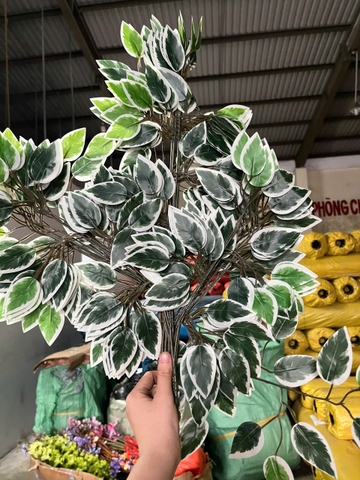 CỤM LÁ SI