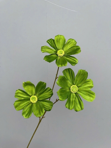 HOA CÚC MỸ 3B