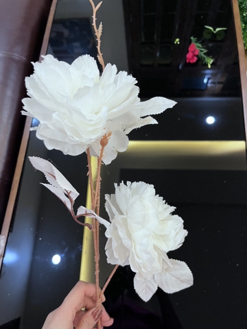 HOA HẢI ĐƯỜNG 2B