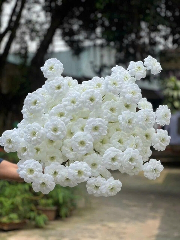 TRÀ NGỌC 3B