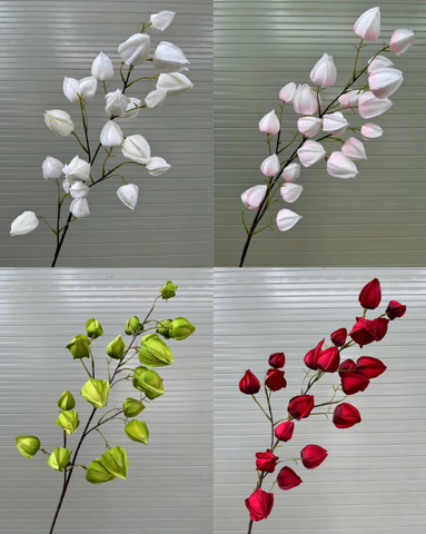 HOA BỒM BỘP - LỒNG ĐÈN