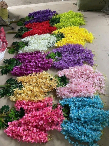 HOA TỬ ĐẰNG