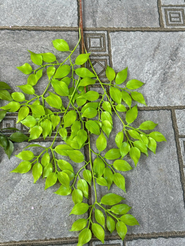 LÁ XÀ CỪ NHỰA