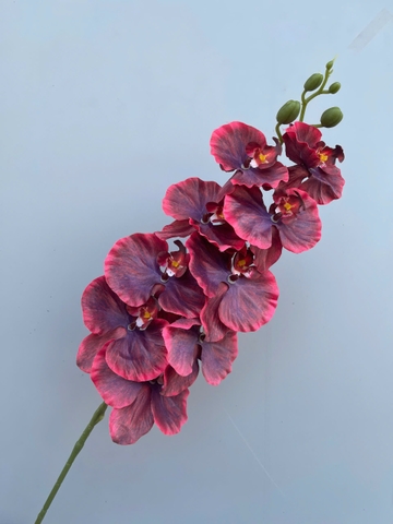 HOA LAN XOAN NGỌC TRAI VẢI