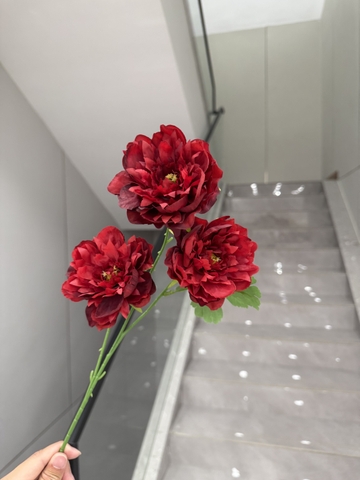 HOA MẪU ĐƠN PHÁP 3B BÉ