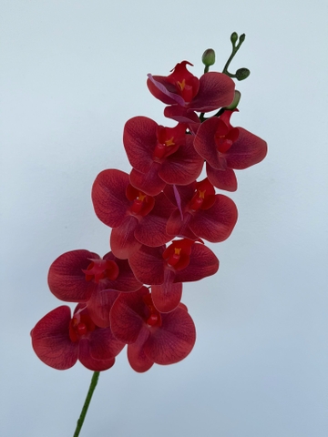HOA LAN KHẤM THÂN ĐỐM