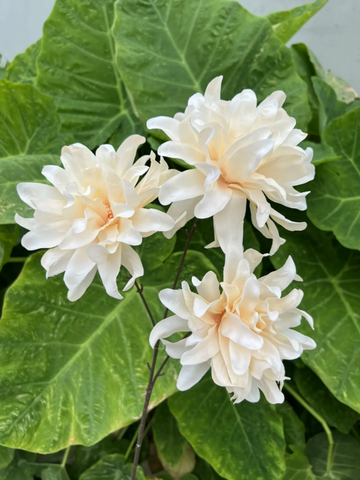 HOA CÚC RỐI