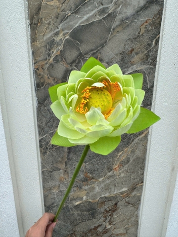 HOA SEN