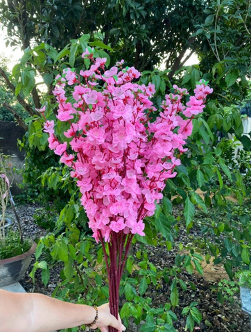 HOA ANH ĐÀO NHẬT