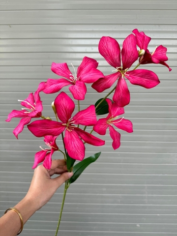 HOA LAN RỪNG 7B