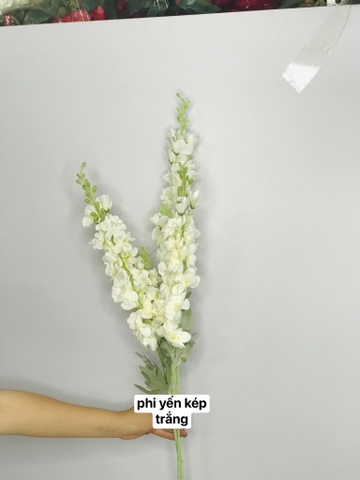 HOA PHI YẾN KÉP