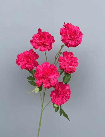 HOA TRÀ NHÍ 6B