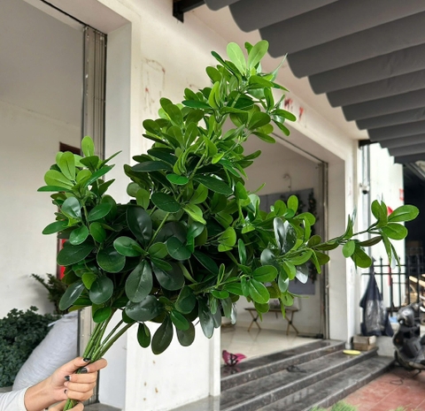 LÁ HOA SỮA