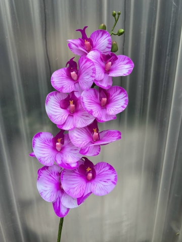 HOA LAN KHẤM THÂN ĐỐM