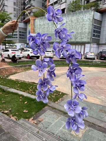 RỦ NGỌC LAN VANDA 2 NHÁNH