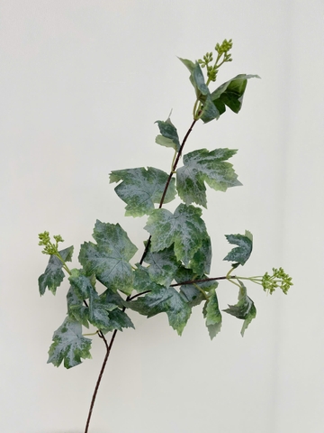 LÁ NHO MỐC
