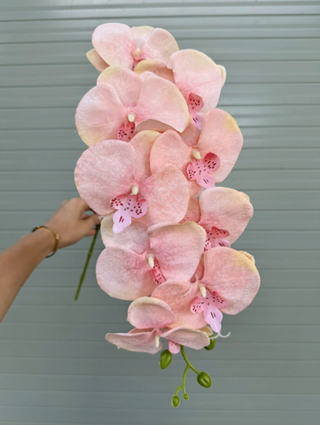 HOA LAN GẤM