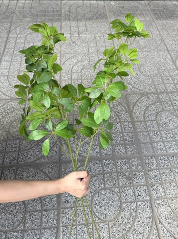 LÁ LỘC NGŨ GIA BÌ