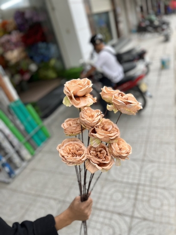 HOA HỒNG SAHA