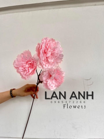 TONE HỒNG NHẠT