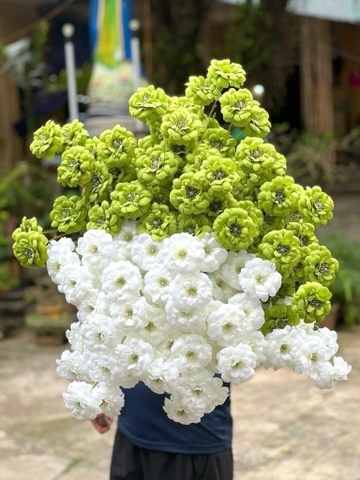 HOA TRÀ NGỌC