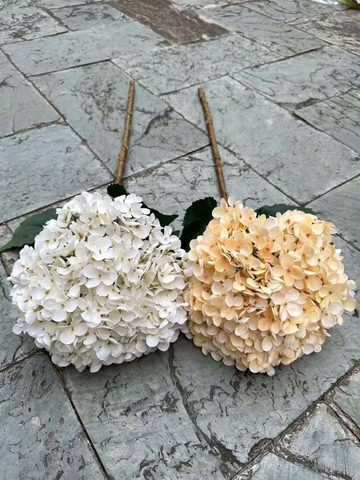 TÚ CẦU VIP ĐẠI