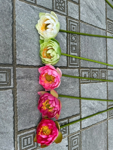 HOA SEN