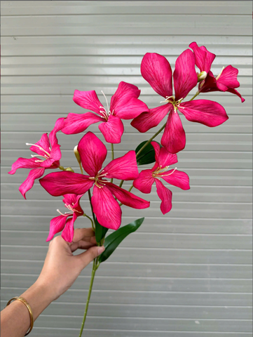 TONE HỒNG SEN