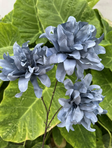 TONE XANH DƯƠNG BLUE